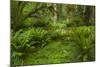 USA, California, Redwoods NP. Ferns and Mossy Trees in Forest-Cathy & Gordon Illg-Mounted Photographic Print