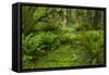 USA, California, Redwoods NP. Ferns and Mossy Trees in Forest-Cathy & Gordon Illg-Framed Stretched Canvas