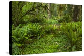 USA, California, Redwoods NP. Ferns and Mossy Trees in Forest-Cathy & Gordon Illg-Stretched Canvas
