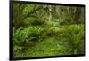 USA, California, Redwoods NP. Ferns and Mossy Trees in Forest-Cathy & Gordon Illg-Framed Photographic Print