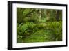 USA, California, Redwoods NP. Ferns and Mossy Trees in Forest-Cathy & Gordon Illg-Framed Photographic Print