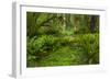 USA, California, Redwoods NP. Ferns and Mossy Trees in Forest-Cathy & Gordon Illg-Framed Photographic Print