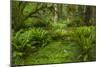 USA, California, Redwoods NP. Ferns and Mossy Trees in Forest-Cathy & Gordon Illg-Mounted Photographic Print