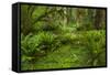 USA, California, Redwoods NP. Ferns and Mossy Trees in Forest-Cathy & Gordon Illg-Framed Stretched Canvas