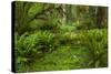 USA, California, Redwoods NP. Ferns and Mossy Trees in Forest-Cathy & Gordon Illg-Stretched Canvas