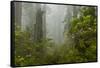 USA, California, Redwoods NP. Fog and Rhododendrons in Forest-Cathy & Gordon Illg-Framed Stretched Canvas