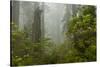 USA, California, Redwoods NP. Fog and Rhododendrons in Forest-Cathy & Gordon Illg-Stretched Canvas