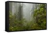 USA, California, Redwoods NP. Fog and Rhododendrons in Forest-Cathy & Gordon Illg-Framed Stretched Canvas