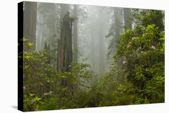 USA, California, Redwoods NP. Fog and Rhododendrons in Forest-Cathy & Gordon Illg-Stretched Canvas