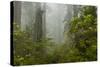 USA, California, Redwoods NP. Fog and Rhododendrons in Forest-Cathy & Gordon Illg-Stretched Canvas