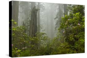 USA, California, Redwoods NP. Fog and Rhododendrons in Forest-Cathy & Gordon Illg-Stretched Canvas