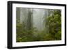 USA, California, Redwoods NP. Fog and Rhododendrons in Forest-Cathy & Gordon Illg-Framed Photographic Print