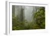 USA, California, Redwoods NP. Fog and Rhododendrons in Forest-Cathy & Gordon Illg-Framed Photographic Print