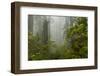 USA, California, Redwoods NP. Fog and Rhododendrons in Forest-Cathy & Gordon Illg-Framed Photographic Print