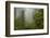 USA, California, Redwoods NP. Fog and Rhododendrons in Forest-Cathy & Gordon Illg-Framed Photographic Print