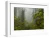 USA, California, Redwoods NP. Fog and Rhododendrons in Forest-Cathy & Gordon Illg-Framed Photographic Print