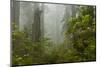 USA, California, Redwoods NP. Fog and Rhododendrons in Forest-Cathy & Gordon Illg-Mounted Photographic Print