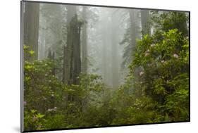 USA, California, Redwoods NP. Fog and Rhododendrons in Forest-Cathy & Gordon Illg-Mounted Photographic Print