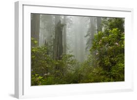 USA, California, Redwoods NP. Fog and Rhododendrons in Forest-Cathy & Gordon Illg-Framed Photographic Print