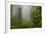 USA, California, Redwoods NP. Fog and Rhododendrons in Forest-Cathy & Gordon Illg-Framed Photographic Print