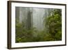 USA, California, Redwoods NP. Fog and Rhododendrons in Forest-Cathy & Gordon Illg-Framed Photographic Print