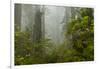 USA, California, Redwoods NP. Fog and Rhododendrons in Forest-Cathy & Gordon Illg-Framed Photographic Print