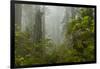 USA, California, Redwoods NP. Fog and Rhododendrons in Forest-Cathy & Gordon Illg-Framed Photographic Print