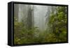 USA, California, Redwoods NP. Fog and Rhododendrons in Forest-Cathy & Gordon Illg-Framed Stretched Canvas
