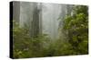 USA, California, Redwoods NP. Fog and Rhododendrons in Forest-Cathy & Gordon Illg-Stretched Canvas