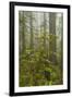 USA, California, Redwoods NP. Fog and Rhododendrons in Forest-Cathy & Gordon Illg-Framed Photographic Print