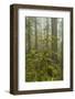 USA, California, Redwoods NP. Fog and Rhododendrons in Forest-Cathy & Gordon Illg-Framed Photographic Print