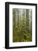 USA, California, Redwoods NP. Fog and Rhododendrons in Forest-Cathy & Gordon Illg-Framed Photographic Print