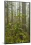 USA, California, Redwoods NP. Fog and Rhododendrons in Forest-Cathy & Gordon Illg-Mounted Photographic Print