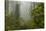 USA, California, Redwoods NP. Fog and Rhododendrons in Forest-Cathy & Gordon Illg-Stretched Canvas