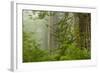 USA, California, Redwoods NP. Fog in Ladybird Johnson Grove-Cathy & Gordon Illg-Framed Photographic Print