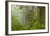 USA, California, Redwoods NP. Fog in Ladybird Johnson Grove-Cathy & Gordon Illg-Framed Photographic Print