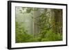 USA, California, Redwoods NP. Fog in Ladybird Johnson Grove-Cathy & Gordon Illg-Framed Photographic Print