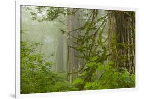 USA, California, Redwoods NP. Fog in Ladybird Johnson Grove-Cathy & Gordon Illg-Framed Photographic Print