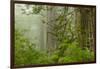 USA, California, Redwoods NP. Fog in Ladybird Johnson Grove-Cathy & Gordon Illg-Framed Photographic Print