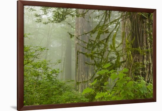 USA, California, Redwoods NP. Fog in Ladybird Johnson Grove-Cathy & Gordon Illg-Framed Photographic Print