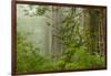 USA, California, Redwoods NP. Fog in Ladybird Johnson Grove-Cathy & Gordon Illg-Framed Photographic Print