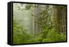 USA, California, Redwoods NP. Fog in Ladybird Johnson Grove-Cathy & Gordon Illg-Framed Stretched Canvas