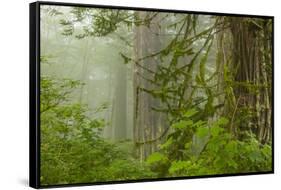USA, California, Redwoods NP. Fog in Ladybird Johnson Grove-Cathy & Gordon Illg-Framed Stretched Canvas