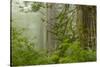 USA, California, Redwoods NP. Fog in Ladybird Johnson Grove-Cathy & Gordon Illg-Stretched Canvas