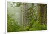 USA, California, Redwoods NP. Fog in Ladybird Johnson Grove-Cathy & Gordon Illg-Framed Premium Photographic Print