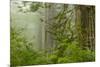 USA, California, Redwoods NP. Fog in Ladybird Johnson Grove-Cathy & Gordon Illg-Mounted Premium Photographic Print