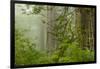 USA, California, Redwoods NP. Fog in Ladybird Johnson Grove-Cathy & Gordon Illg-Framed Premium Photographic Print