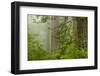USA, California, Redwoods NP. Fog in Ladybird Johnson Grove-Cathy & Gordon Illg-Framed Photographic Print