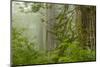 USA, California, Redwoods NP. Fog in Ladybird Johnson Grove-Cathy & Gordon Illg-Mounted Photographic Print