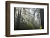 USA, California, Redwoods NP. Fog in Ladybird Johnson Grove-Cathy & Gordon Illg-Framed Photographic Print